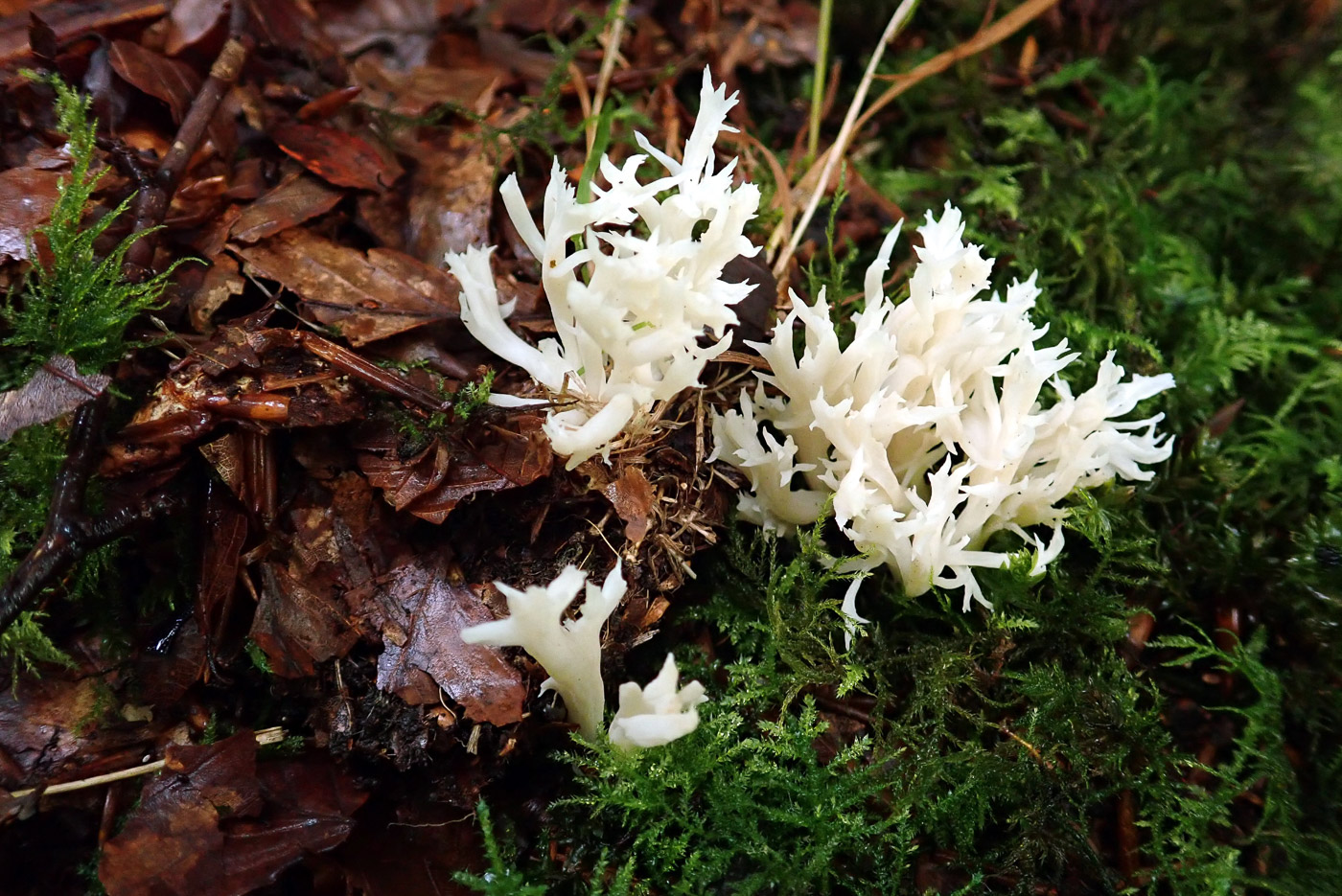 Clavulina coralloides  by Penny Cullington